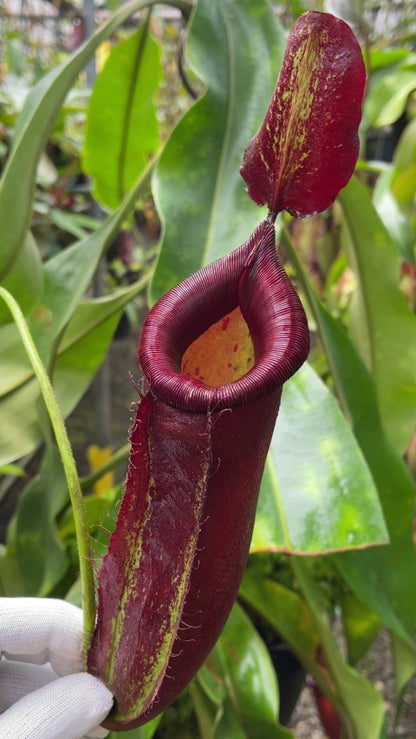 N. robcantleyi x ampullaria - selected clone: BE-3767 *Pre-Order*