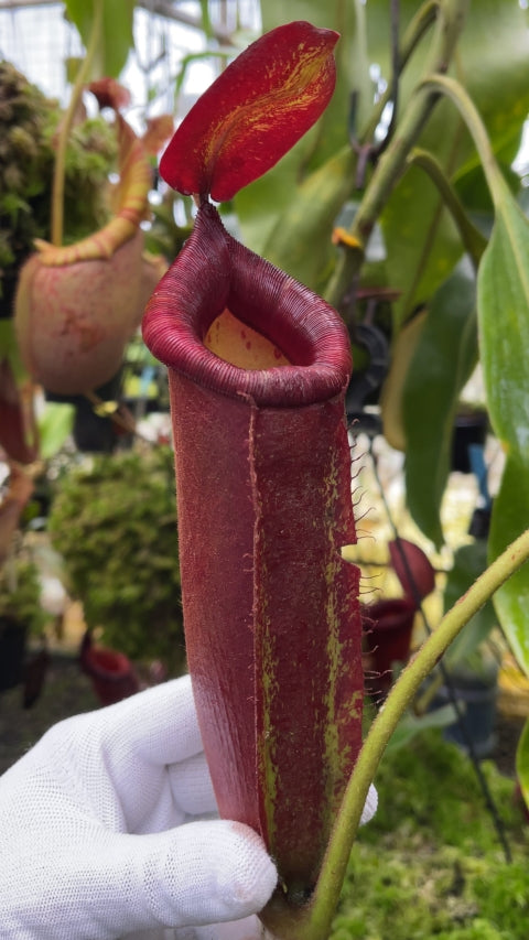 N. robcantleyi x ampullaria - selected clone: BE-3767 *Pre-Order*