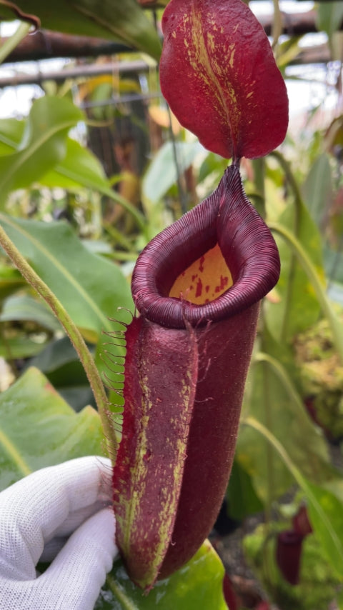 N. robcantleyi x ampullaria - selected clone: BE-3767 *Pre-Order*