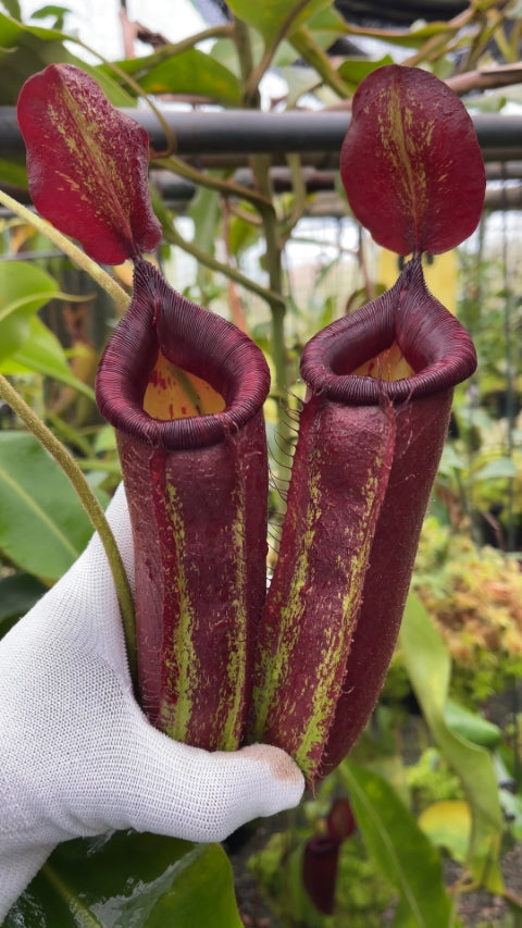 N. robcantleyi x ampullaria - selected clone: BE-3767 *Pre-Order*
