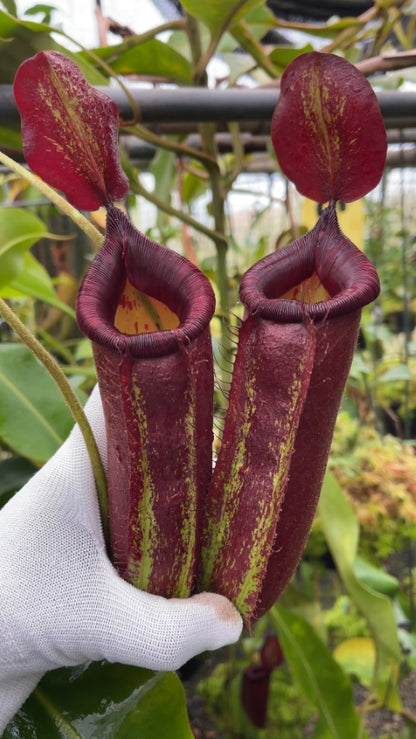 N. robcantleyi x ampullaria - selected clone: BE-3767 *Pre-Order*