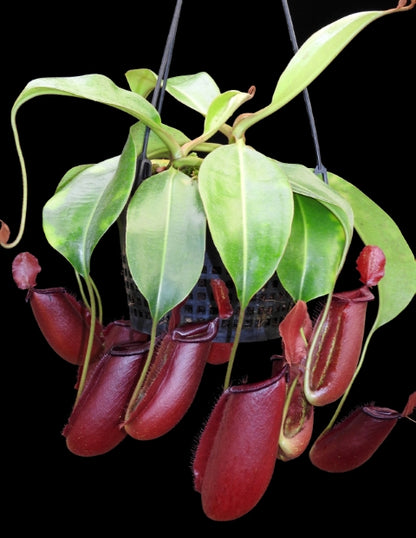N. robcantleyi x ampullaria - selected clone: BE-3767 *Pre-Order*