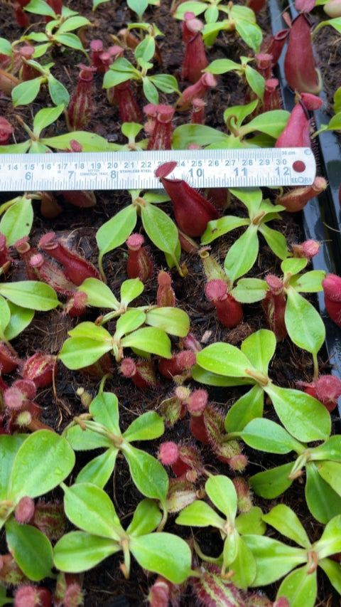N. robcantleyi x ampullaria - selected clone: BE-3767 *Pre-Order*