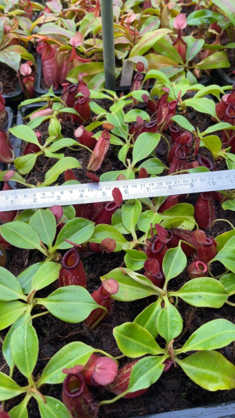 N. robcantleyi x ampullaria - selected clone: BE-3767 *Pre-Order*