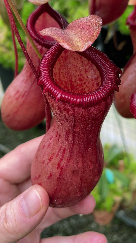 N. ventricosa – assorted clones: BE-3771