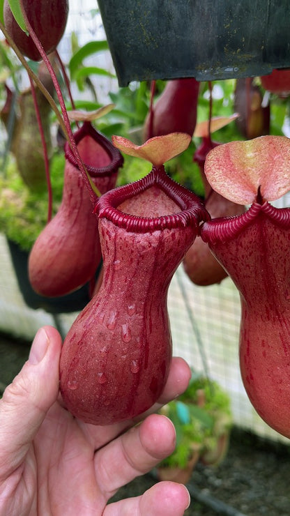 N. ventricosa – assorted clones: BE-3771 *Pre-Order*