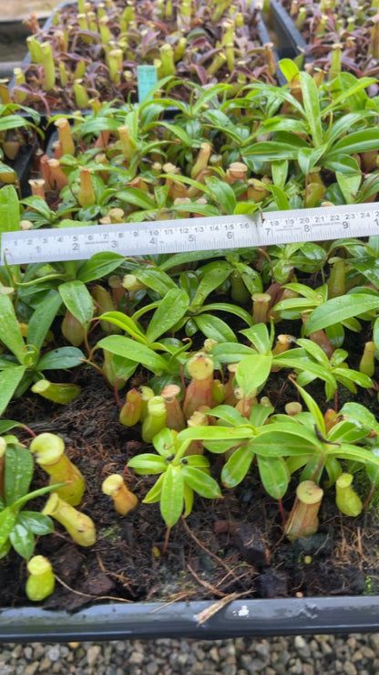 N. ventricosa – assorted clones: BE-3771 *Pre-Order*