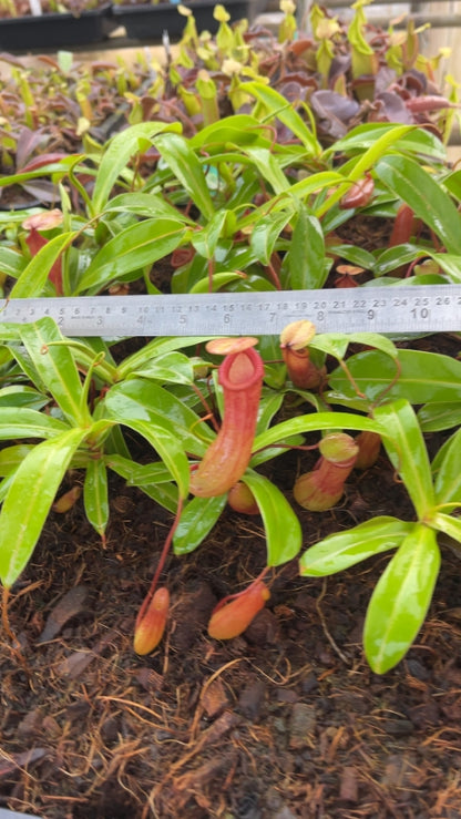 N. ventricosa – assorted clones: BE-3771 *Pre-Order*