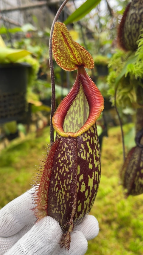 N. (maxima x talangensis) x hamata – assorted clones: BE-3777