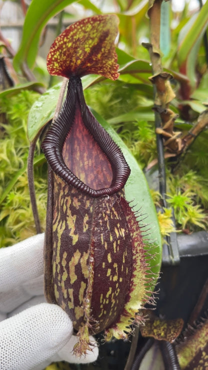 N. (maxima x talangensis) x hamata – assorted clones: BE-3777 *Pre-Order*