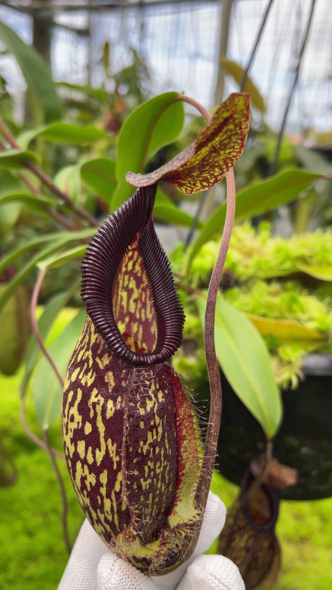 N. (maxima x talangensis) x hamata – assorted clones: BE-3777 *Pre-Order*