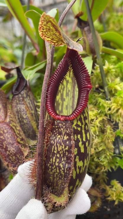 N. (maxima x talangensis) x hamata – assorted clones: BE-3777 *Pre-Order*