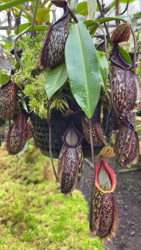 N. (maxima x talangensis) x hamata – assorted clones: BE-3777 *Pre-Order*