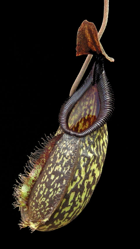 N. (maxima x talangensis) x hamata – assorted clones: BE-3777 *Pre-Order*