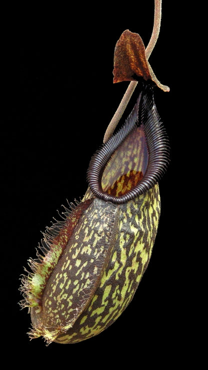 N. (maxima x talangensis) x hamata – assorted clones: BE-3777 *Pre-Order*