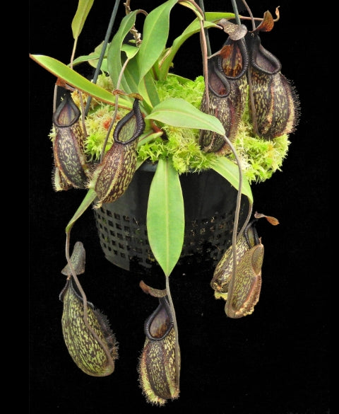N. (maxima x talangensis) x hamata – assorted clones: BE-3777 *Pre-Order*