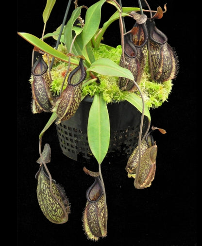 N. (maxima x talangensis) x hamata – assorted clones: BE-3777 *Pre-Order*
