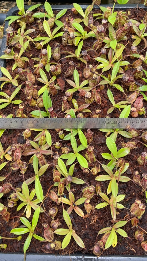 N. (maxima x talangensis) x hamata – assorted clones: BE-3777 *Pre-Order*