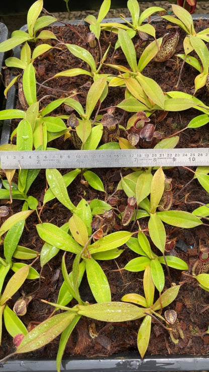 N. (maxima x talangensis) x hamata – assorted clones: BE-3777 *Pre-Order*