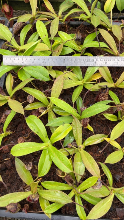 N. (maxima x talangensis) x hamata – assorted clones: BE-3777 *Pre-Order*