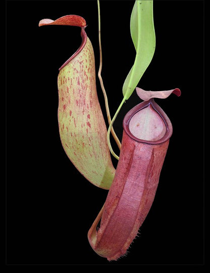 N. talangensis x reinwardtiana - assorted clones: BE-3780 *Pre-Order*