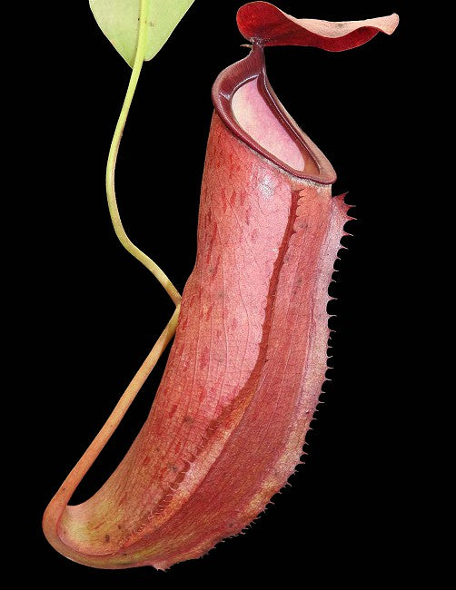 N. talangensis x reinwardtiana - assorted clones: BE-3780 *Pre-Order*