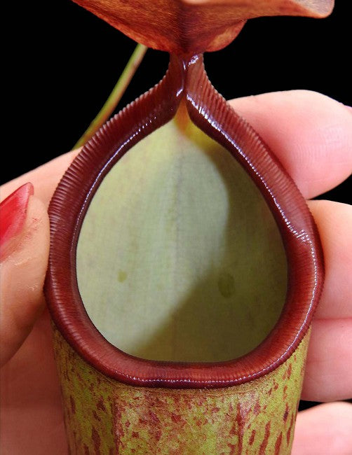 N. talangensis x reinwardtiana - assorted clones: BE-3780 *Pre-Order*