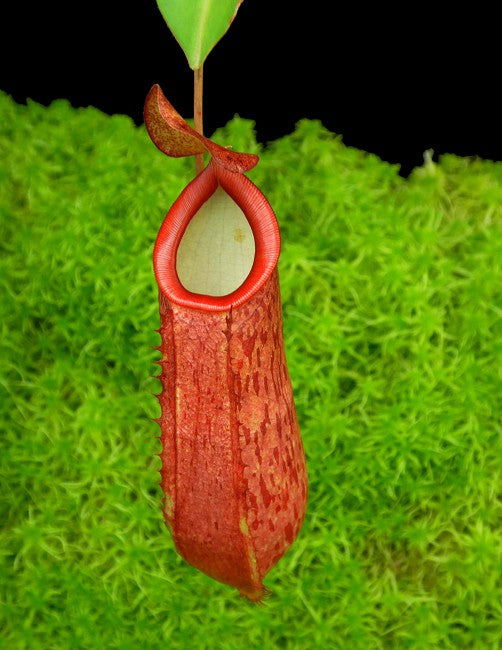 N. talangensis x reinwardtiana - assorted clones: BE-3780 *Pre-Order*