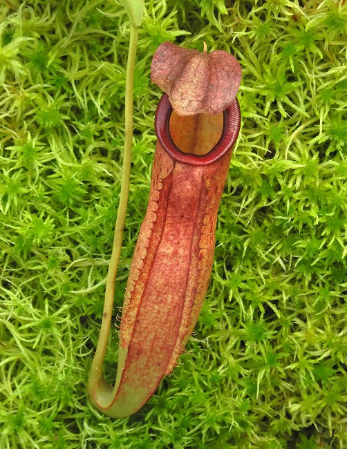 N. talangensis x reinwardtiana - assorted clones: BE-3780 *Pre-Order*