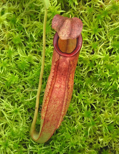 N. talangensis x reinwardtiana - assorted clones: BE-3780 *Pre-Order*