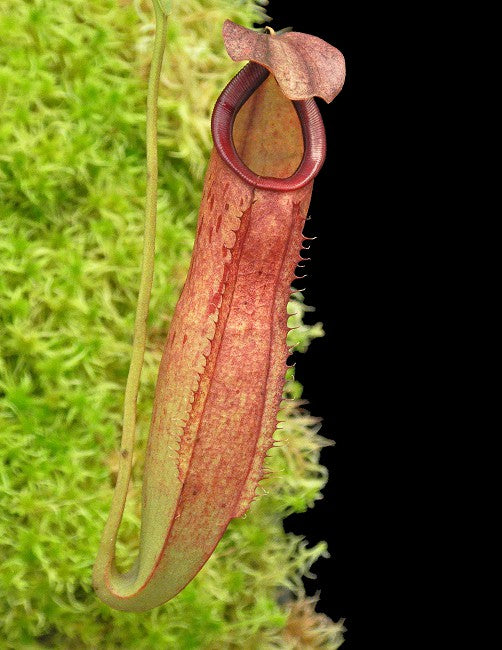 N. talangensis x reinwardtiana - assorted clones: BE-3780 *Pre-Order*