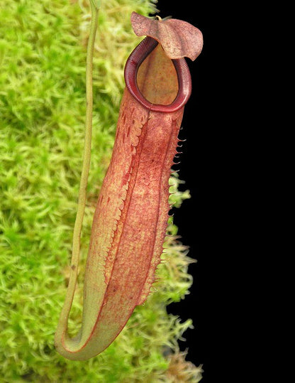 N. talangensis x reinwardtiana - assorted clones: BE-3780 *Pre-Order*