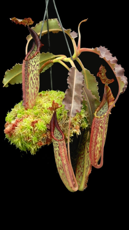 N. maxima - wavy leaf - clone #9: BE-3786 *Pre-Order*
