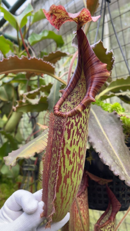 N. maxima - wavy leaf - clone #9: BE-3786 *Pre-Order*