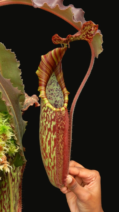 N. maxima - wavy leaf - clone #9: BE-3786 *Pre-Order*