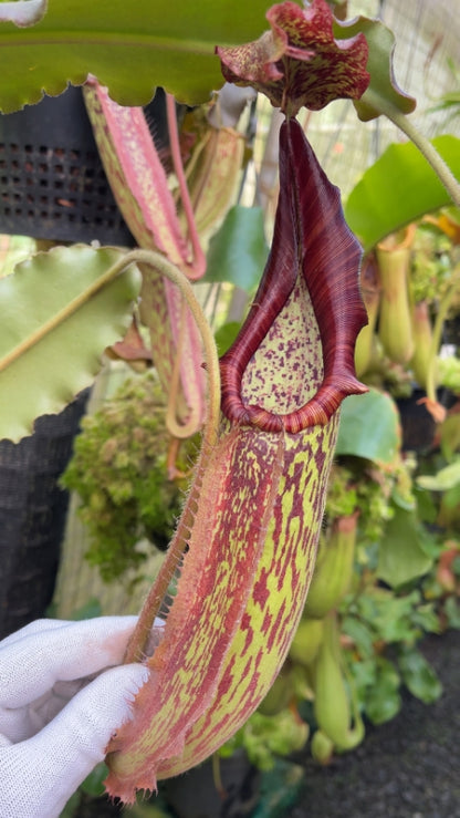 N. maxima - wavy leaf - clone #9: BE-3786 *Pre-Order*