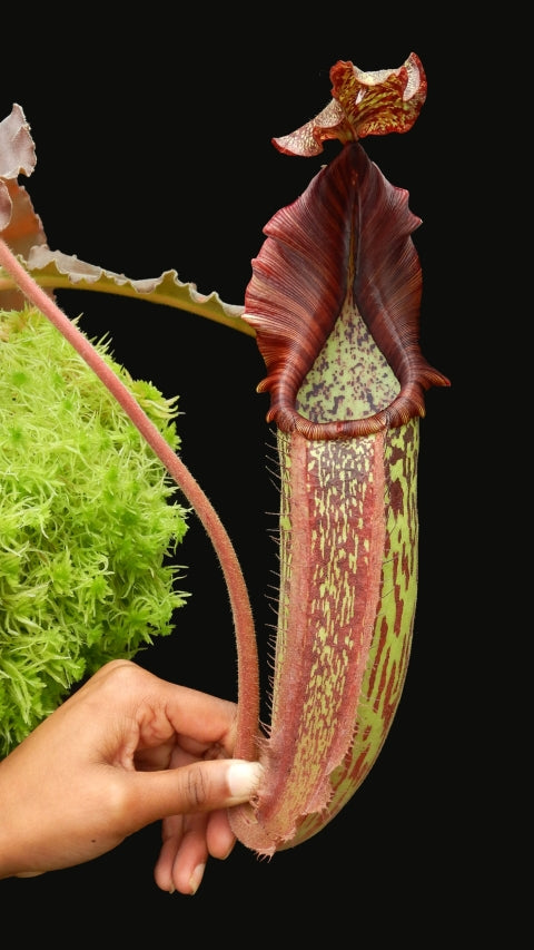 N. maxima - wavy leaf - clone #9: BE-3786 *Pre-Order*