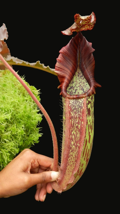 N. maxima - wavy leaf - clone #9: BE-3786 *Pre-Order*