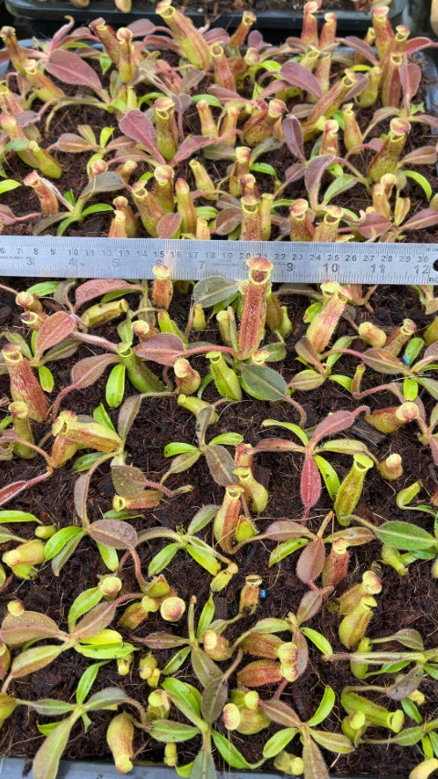 N. maxima - wavy leaf - clone #9: BE-3786 *Pre-Order*