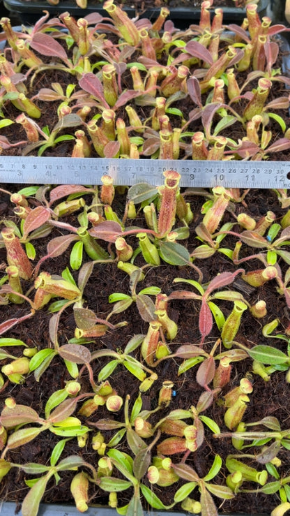 N. maxima - wavy leaf - clone #9: BE-3786 *Pre-Order*