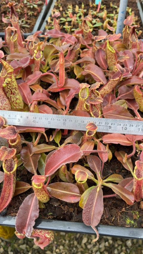 N. maxima - wavy leaf - clone #9: BE-3786 *Pre-Order*