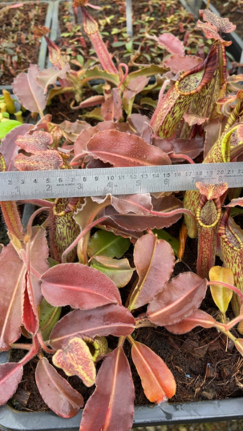 N. maxima - wavy leaf - clone #9: BE-3786 *Pre-Order*