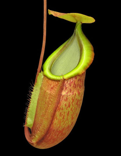 N. spathulata x glabrata – assorted clones: BE-3790 *Pre-Order*