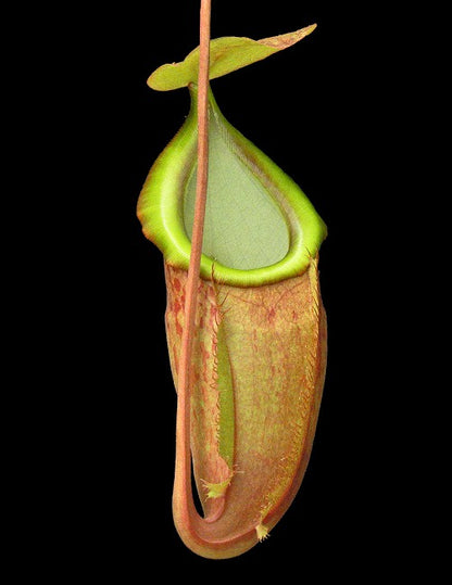 N. spathulata x glabrata – assorted clones: BE-3790 *Pre-Order*