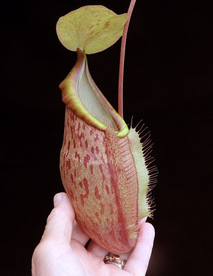N. spathulata x glabrata – assorted clones: BE-3790 *Pre-Order*