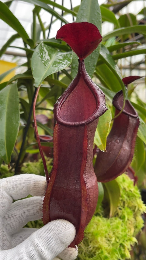 N. spathulata x tobaica - selected clone: BE-3794 *Pre-Order*