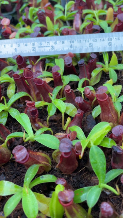 N. spathulata x tobaica - selected clone: BE-3794 *Pre-Order*