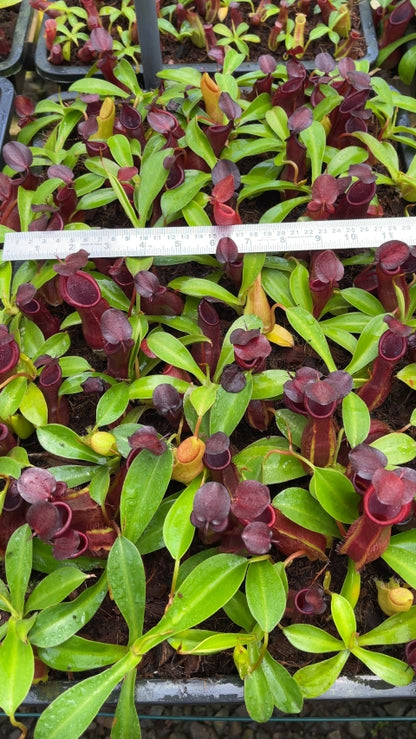 N. spathulata x tobaica - selected clone: BE-3794 *Pre-Order*