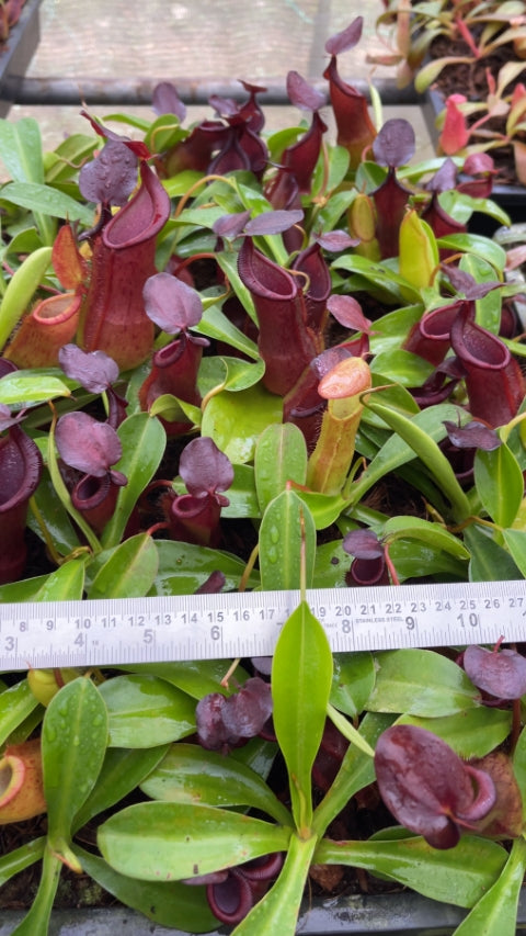 N. spathulata x tobaica - selected clone: BE-3794 *Pre-Order*