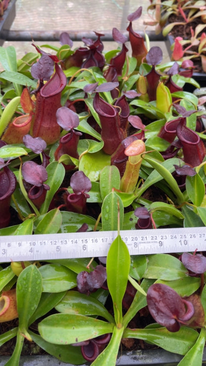 N. spathulata x tobaica - selected clone: BE-3794 *Pre-Order*